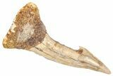 Fossil Sawfish (Onchopristis) Rostral Barb - Morocco #366692-1